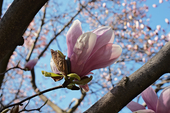 magnolia blossom