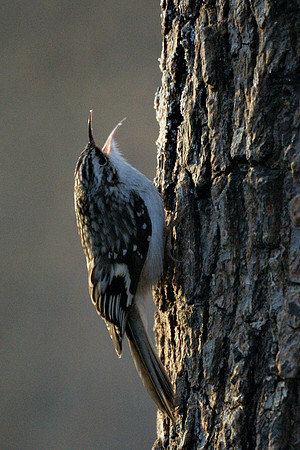Brown Creeper, Central Park