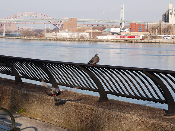 Pigeon, East River