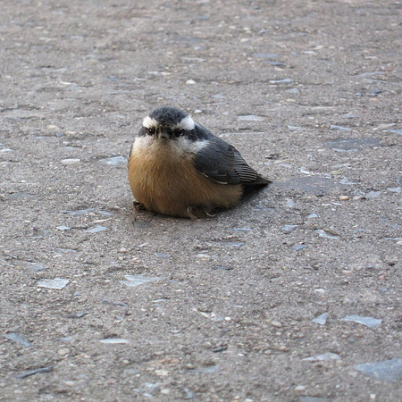 Nuthatch resting (1)