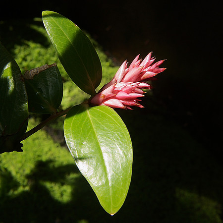 Emerge