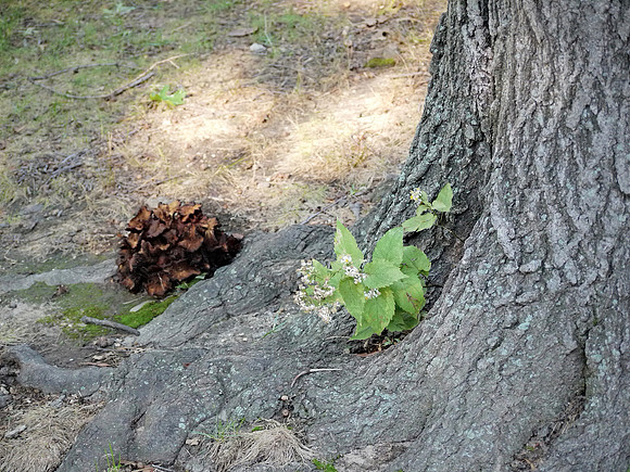 Tree and mushrooms, Central Park