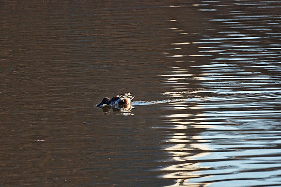 Shoveler into shade