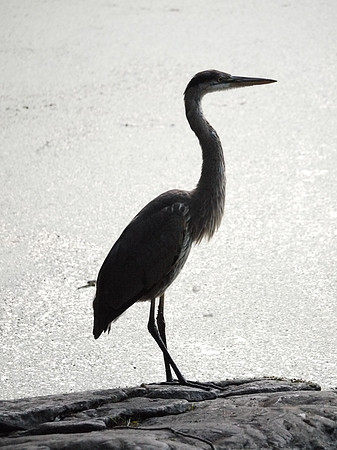 Great Blue Heron at Turtle Pond