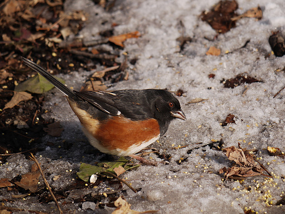 Towhee