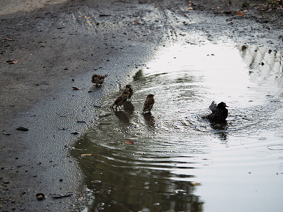 Just starting to rain / on the path to Turtle Pond / the birds are bathing