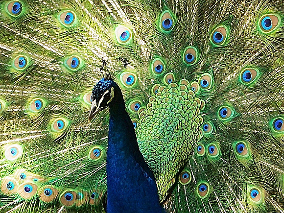 "The pride of the peacock is the glory of God"