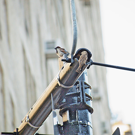 Sparrow Family at Home