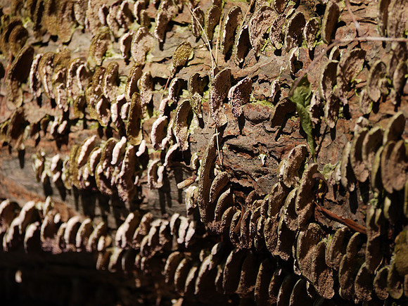 Log and fungus, Burlington MA