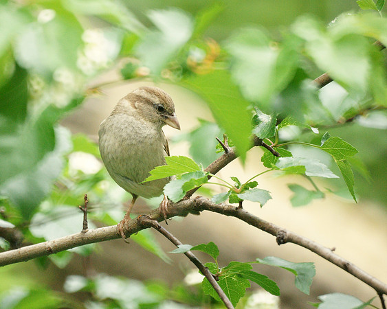 Sparrow, Central Park