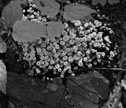 Mushrooms, Washington Irving's Sunnsyside