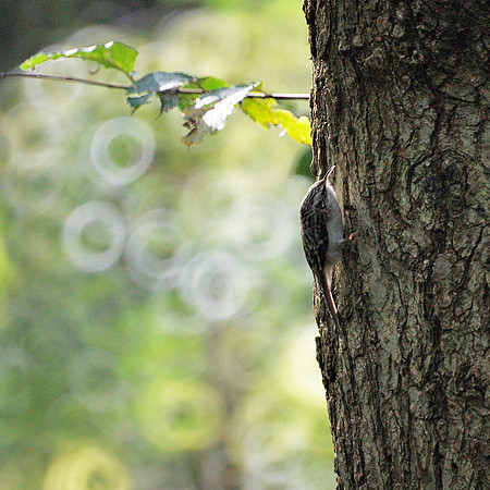 Brown Creeper, Central Park
