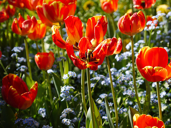 Tulips, Longwood Gardens
