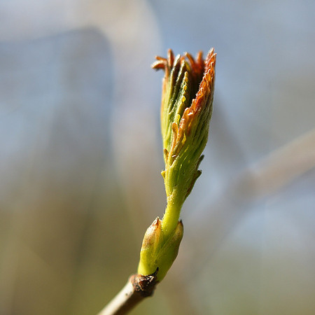 Budding