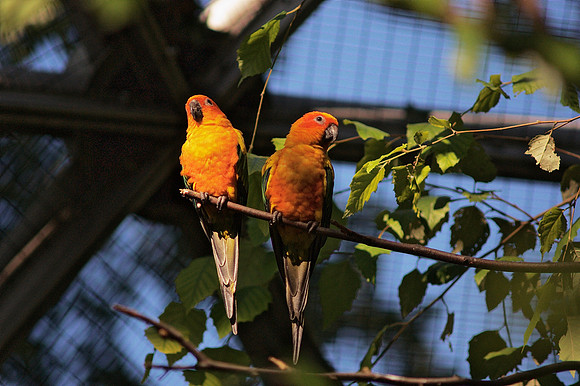 Parrots, Queens Zoo Aviary