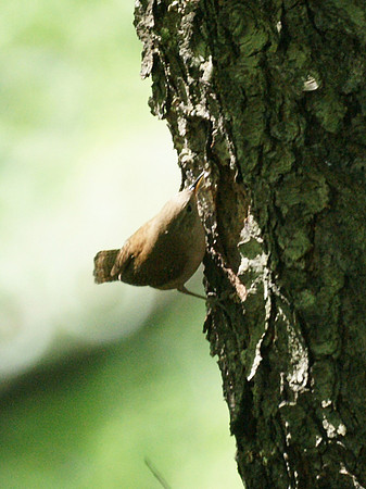 House Wren, Central Park