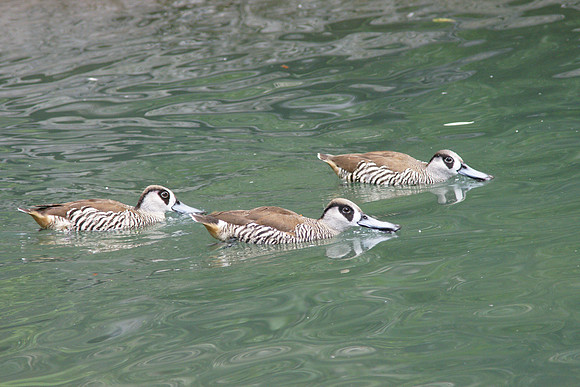 Ducks, Central Park Zoo