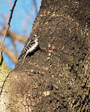Downy Woodpecker, Central Park