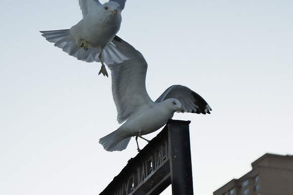 seagull fuss