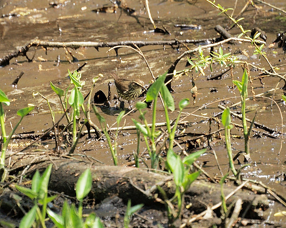 Northern Waterthrush, Central Park
