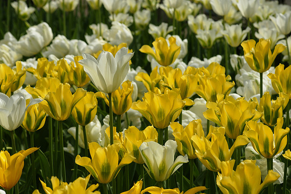 Tulips, Brooklyn Botanic Garden