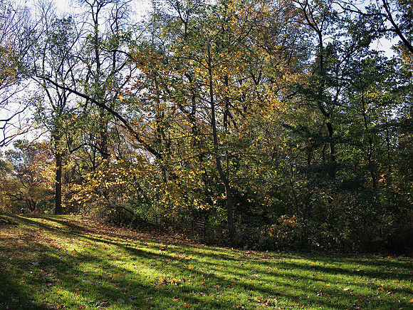 Maintenance Meadow, Central Park