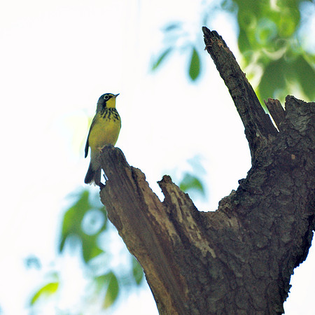 Canada Warbler, Central Park