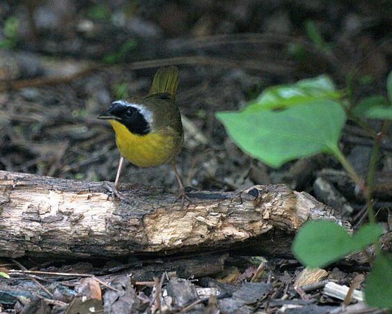 Common Yellowthroat, Central Park