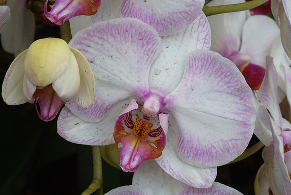 Phalaenopsis flower and opening bud