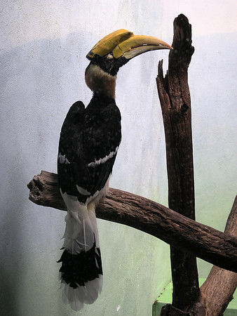 Hornbill posing