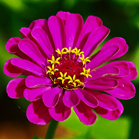 Zinnia