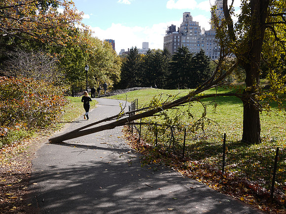 Cedar Hill, Central Park