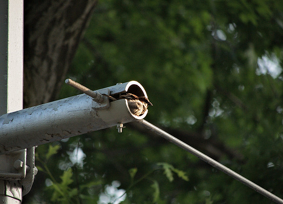 Sparrow at home