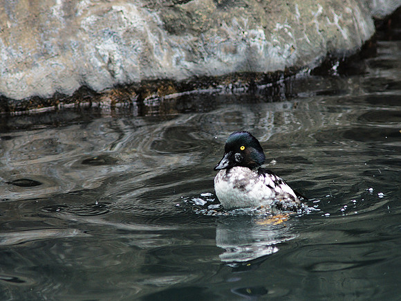 Goldeneye duck, Central Park Zoo