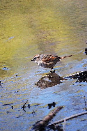 Swamp Sparrow and reflection