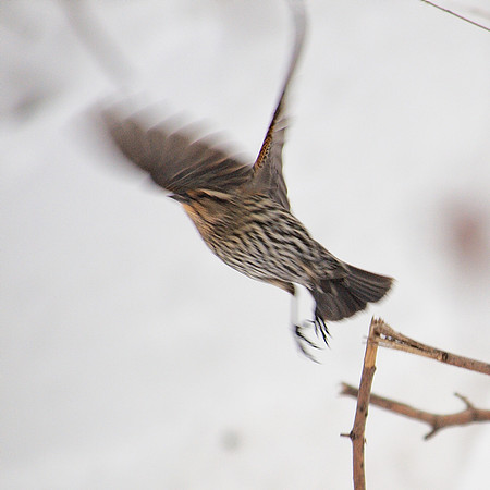 RWBB taking off
