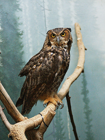 Great Horned Owl
