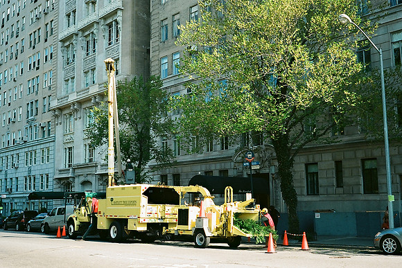 Tree repair, West 81st Street