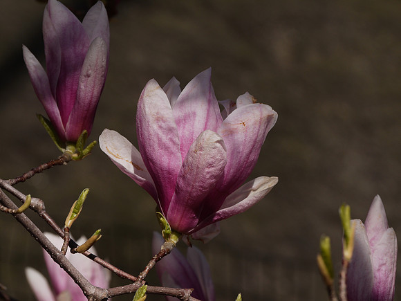 Magnolia