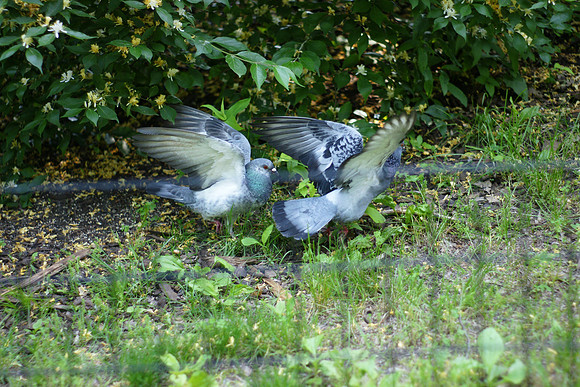 Pigeon dispute, Central Park