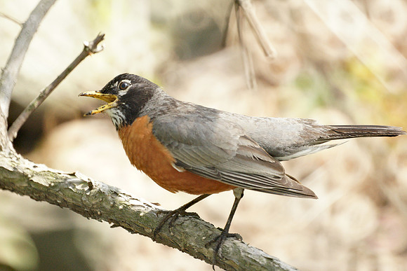 Robin calling a warning