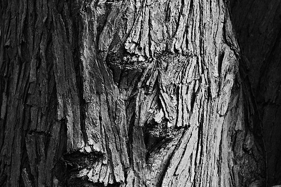 Tree Bark, Brooklyn Botanic Garden