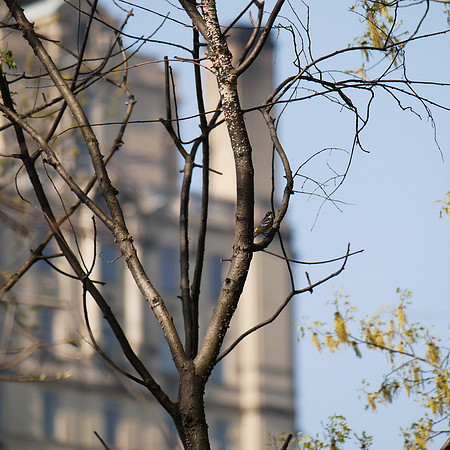 Yellow-Rumped Warbler and Central Park West