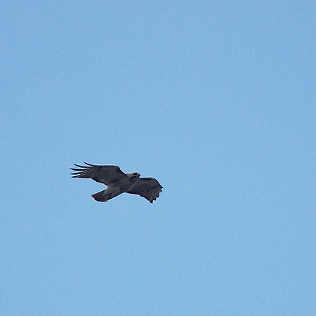 Pale Male