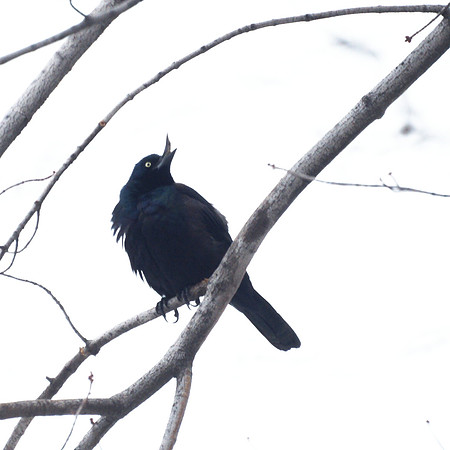 Common Grackle, Central Park