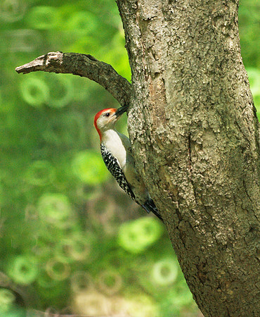 Red-Bellied Woodpecker, Central Park