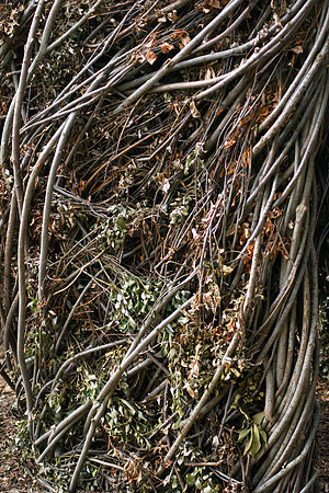 Willow sculpture (detail)