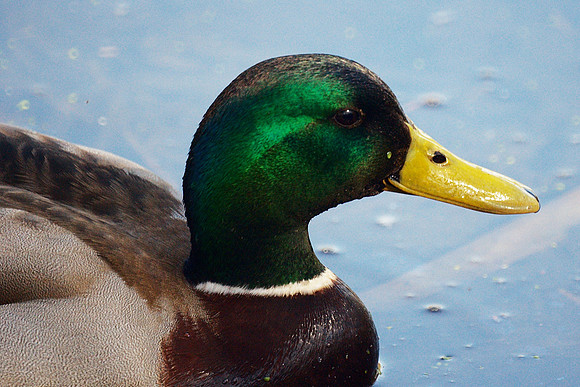 Mallard