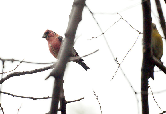 A cold grey morning (5)