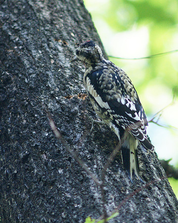 Yellow-Bellied Sapsucker, Central Park